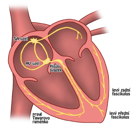 Popis struktur vedoucích srdeční vzruch